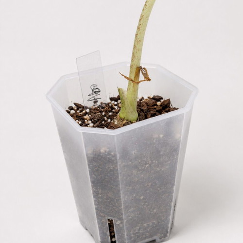 Transparent Hard Flowerpot S 7cm new