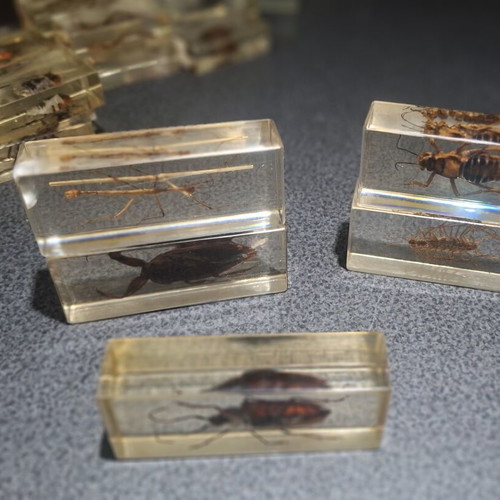 Insect and Arthropod Collection like new, 27 pieces in resin