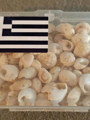 Seashells like new, mini moon snail box