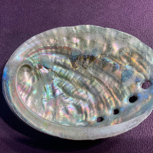 Large abalone shell with snail new