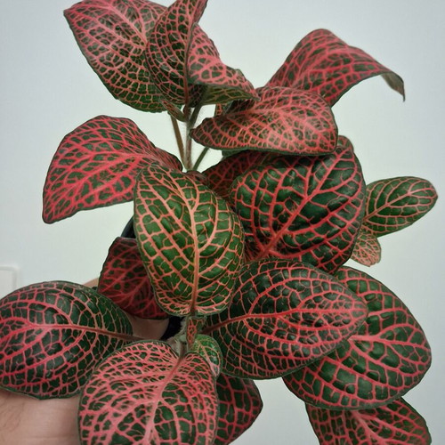 Fittonia red new