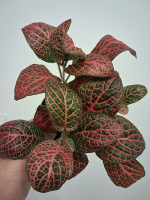 Fittonia red new