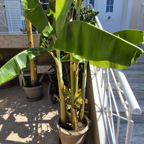 Banana plant with 3 bananas new