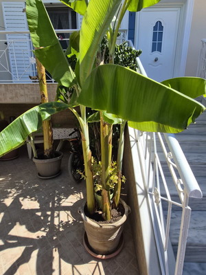 Banana plant with 3 bananas new