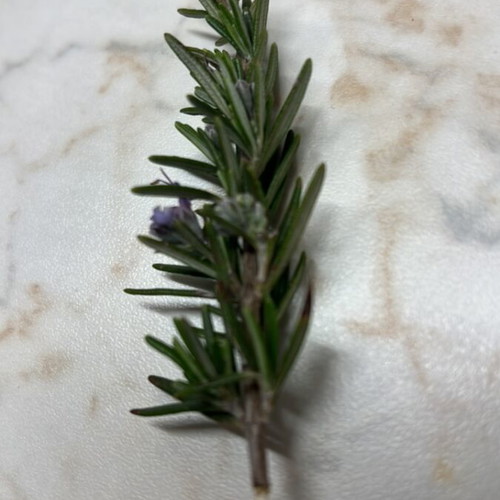 Fresh rosemary from Chania 500g like new