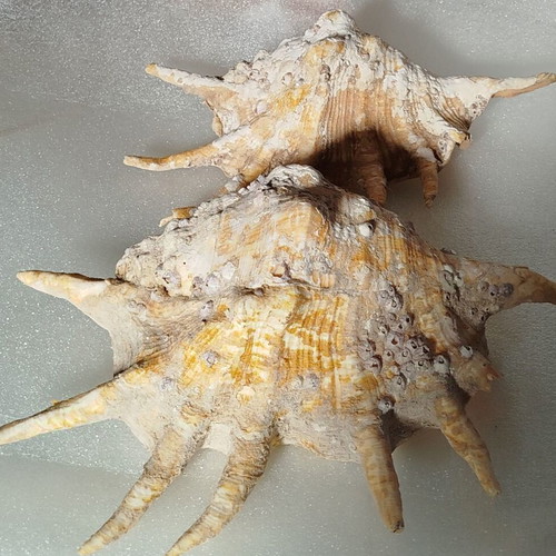 Seashells used, pack of 2 very old over 40 years