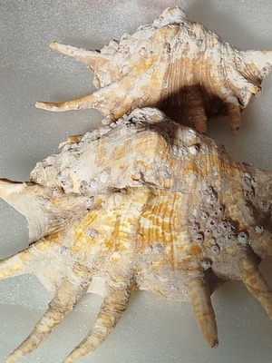 Seashells used, pack of 2 very old over 40 years