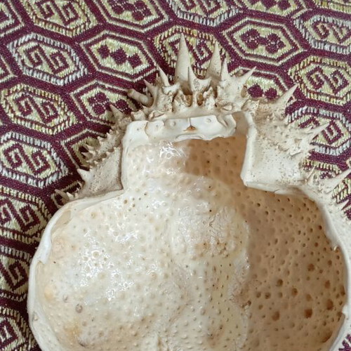 Crab shell like new, decorative Maja squinado carapace 19 cm