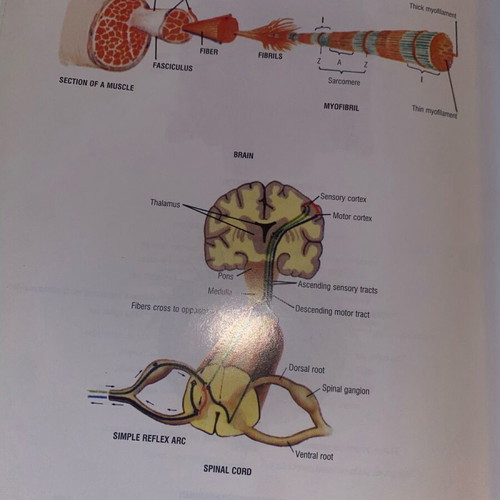 Medical Dictionary English-Greek and Greek-English used