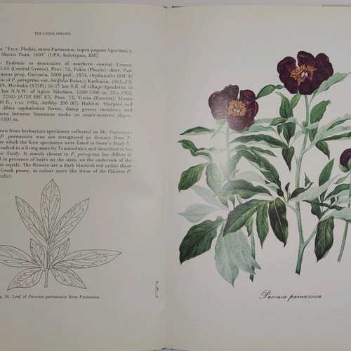 Peonies of Greece new book in English