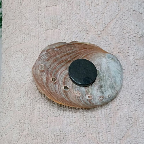 Abalone shell decorative fridge magnet