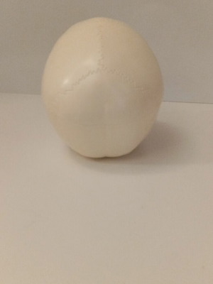 Skeleton head with half brain new