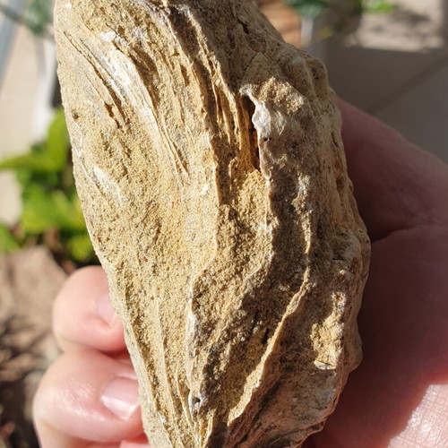 Fossilized Ostrea Oyster from East Attica, Pliocene Era