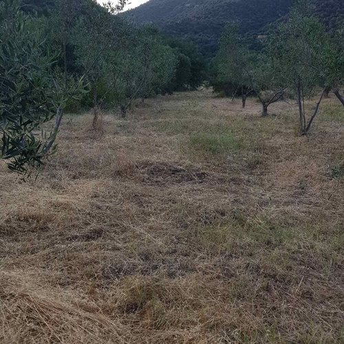 Agricultural land 4,817 m² buildable with olive trees in Sykia Halkidiki
