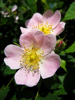 Wild Rose Rosa Canina Decorative Metal Sign 20x30cm