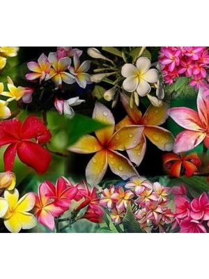 Plumeria Frangipani seeds mix of 25 colors