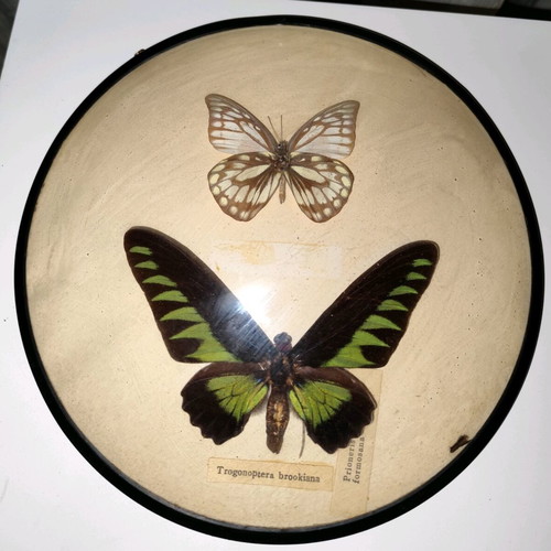 Butterflies in frame used with Trogonoptera brookiana and Prioneris formosana
