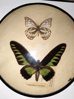 Butterflies in frame used with Trogonoptera brookiana and Prioneris formosana
