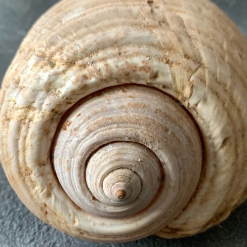 Large shell used