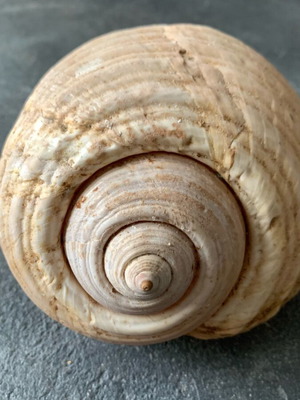 Large shell used