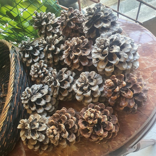 Basket with 15 pine cones