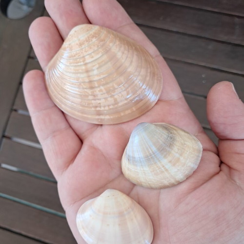 Natural seashell collection like new, pack of 25 from Greek beaches