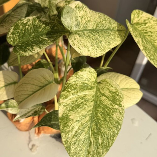 Monstera "Mint" new