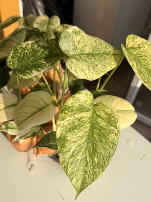 Monstera "Mint" new