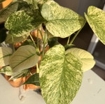 Monstera "Mint" new
