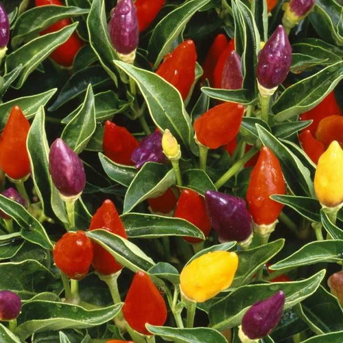 Bolivian Rainbow chili pepper seeds, pack of 25, decorative and spicy