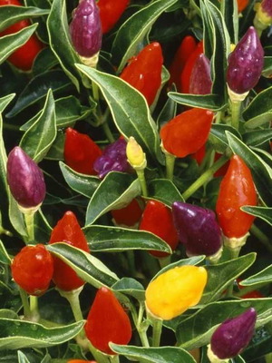 Bolivian Rainbow chili pepper seeds, pack of 25, decorative and spicy