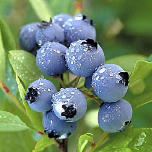 Blueberry cultivation seeds, pack of 20