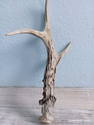 Deer antler in excellent condition