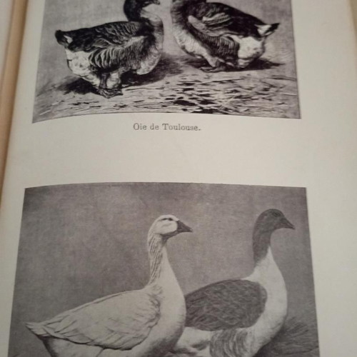 Toute la basse-cour book used, French language