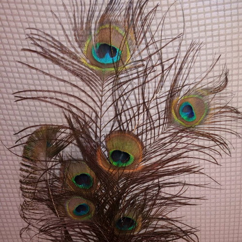 Set of 8 authentic peacock feathers like new, large and impressive