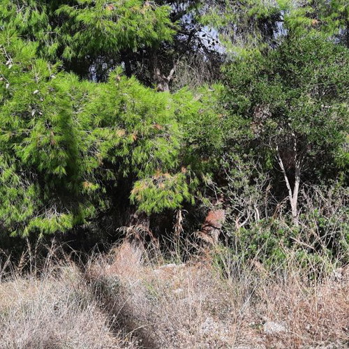 Land 1000 m² in Pefkali Corinthia with view and buildable