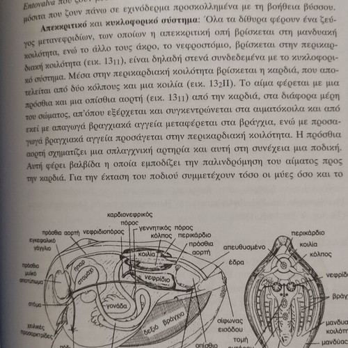 General Zoology by Maria Lazaridou-Dimitriadou like new, Greek edition 2004