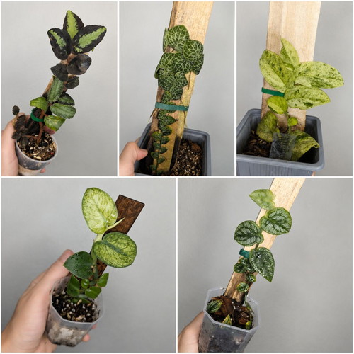 Terrarium collection set of 5 plants new