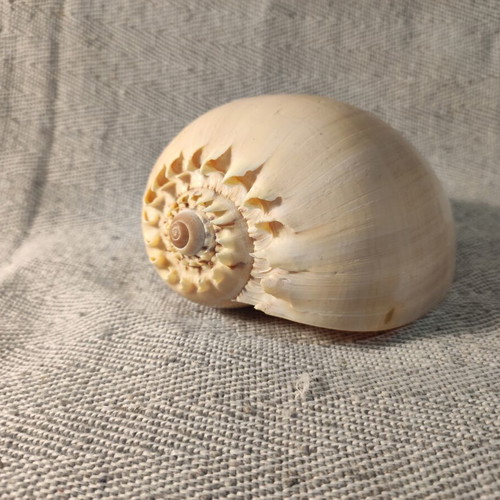 Volutidae (Melon) shell like new, 17x11x9cm