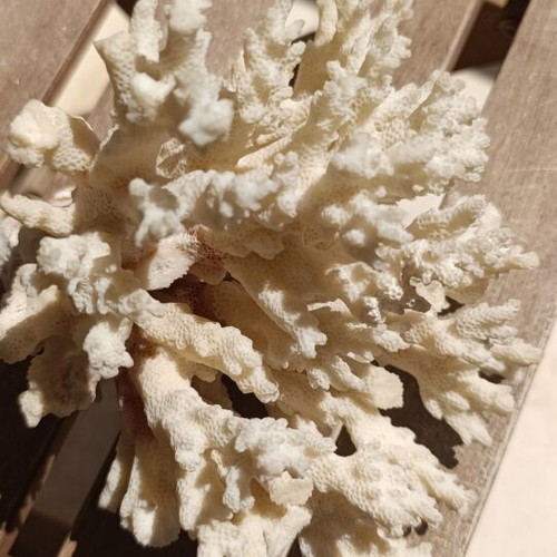 Vintage natural coral decoration 20×15 cm used, authentic