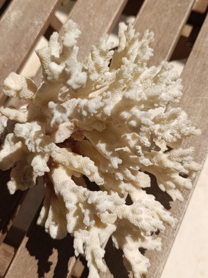Vintage natural coral decoration 20×15 cm used, authentic