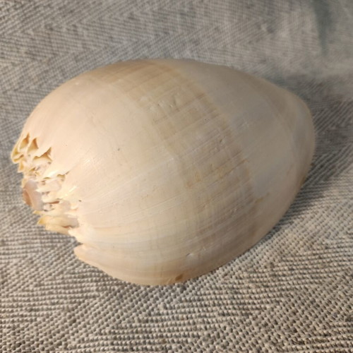 Volutidae (Melon) shell like new, 17x11x9cm