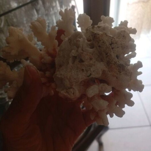 Natural coral Pocillopora verrucosa on driftwood base, like new