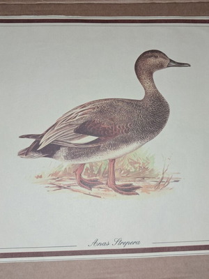 Vintage bird duck hunting print used for wall art
