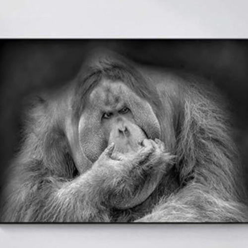 Orangutan canvas black and white like new, 40x50 cm