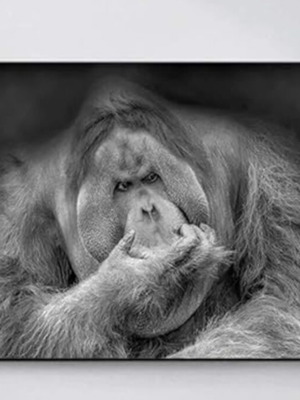 Orangutan canvas black and white like new, 40x50 cm