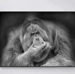 Orangutan canvas black and white like new, 40x50 cm