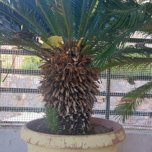 Tsikas plants used, set of 2, 15 years old