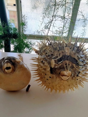 Vintage dried fish set (Lagocephalus & Porcupinefish) 30 years old
