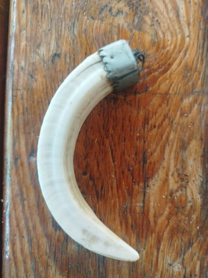 Wild Boar Tooth pendant with metal binding used